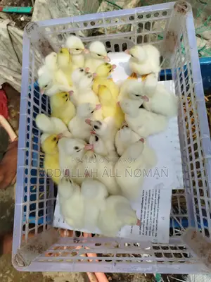 Chinese Ducklings