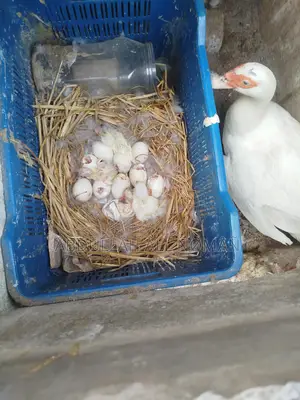 Chinese Ducklings
