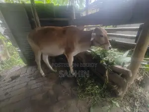 Cow for Sale