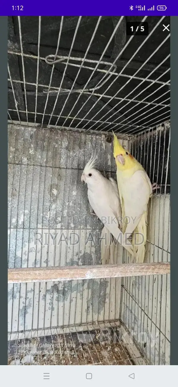 ককাটেল পাখি