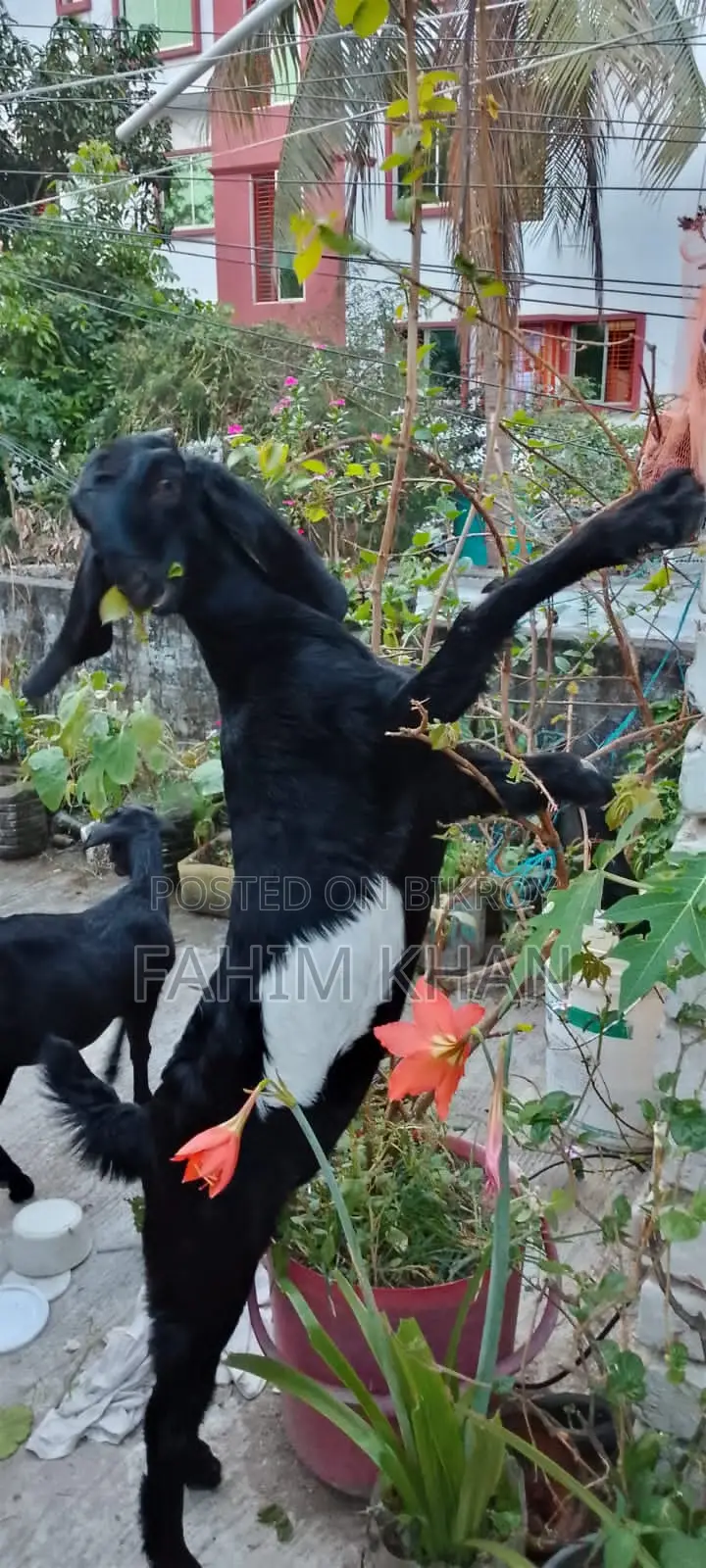Quality Goats Suitable for Rearing