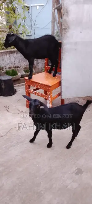 Quality Goats Suitable for Rearing
