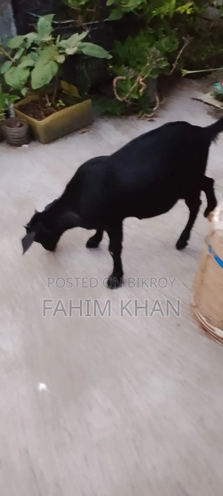 Quality Goats Suitable for Rearing