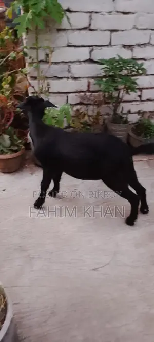 Quality Goats Suitable for Rearing