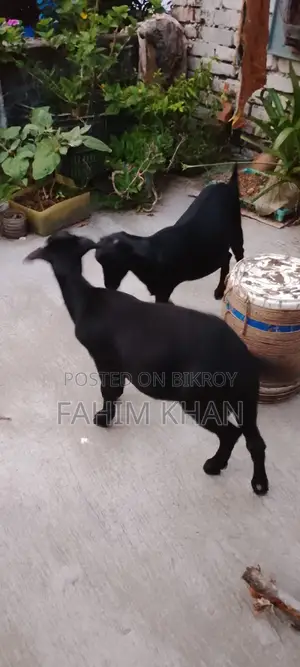 Quality Goats Suitable for Rearing