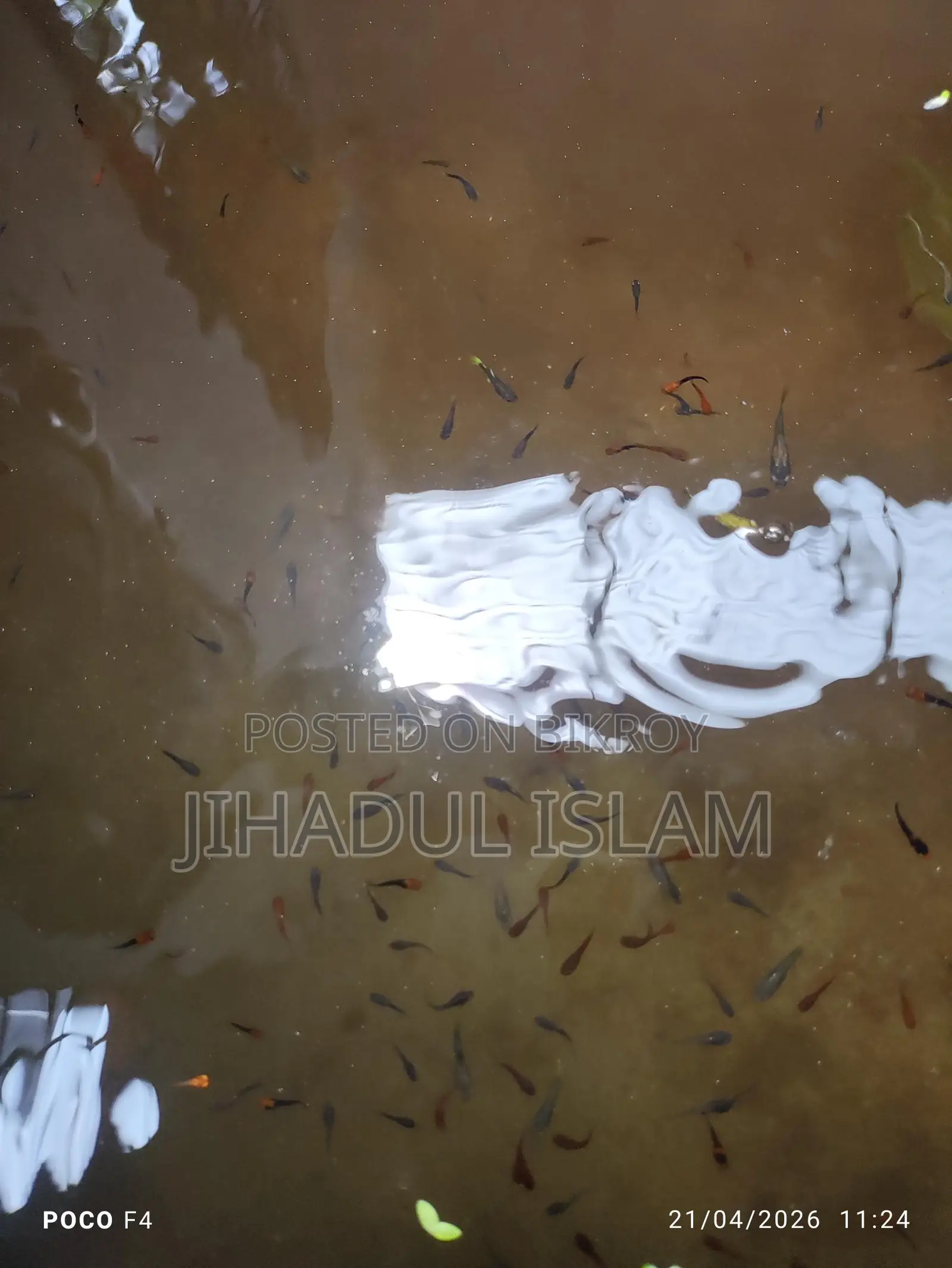 গাপ্পি, প্লাটি, সোর্ড টেইল