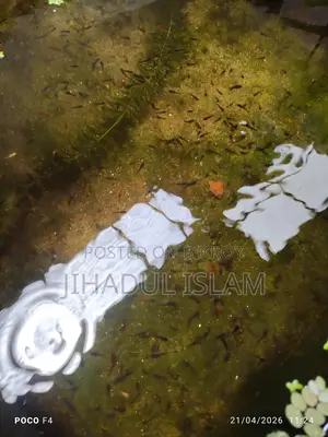 গাপ্পি, প্লাটি, সোর্ড টেইল