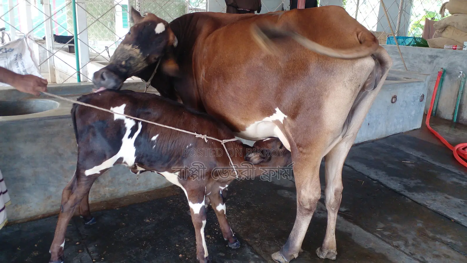 Buy this high-quality cow with confidence (Ref: 1184)