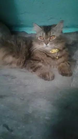 3-6 Months Female Purebred Persian
