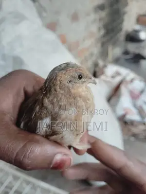 King Quail Bird