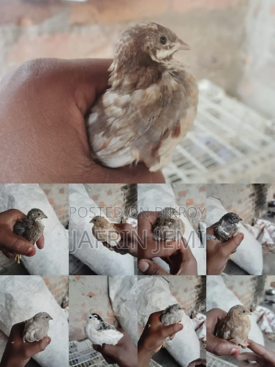 King Quail Bird