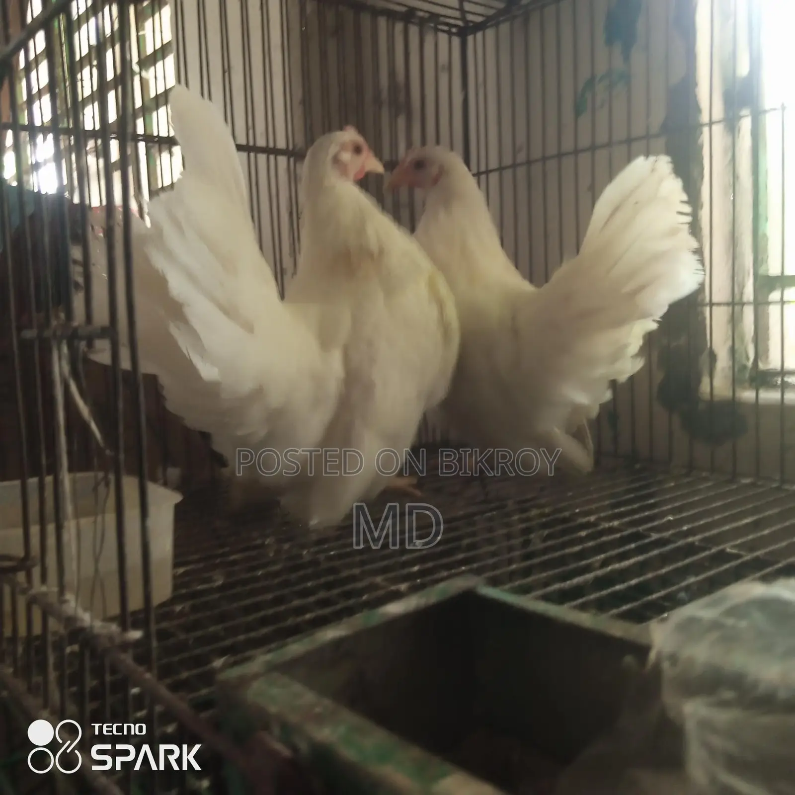 জাপানিজ ব্যন্থম ফিমেল দুইপিছ