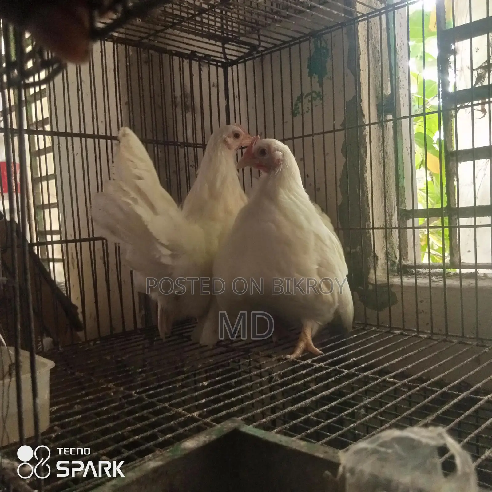 জাপানিজ ব্যন্থম ফিমেল দুইপিছ