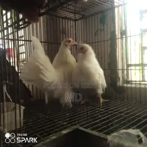 জাপানিজ ব্যন্থম ফিমেল দুইপিছ