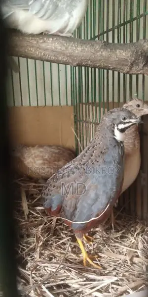 জাপানিজ ব্যন্থম ফিমেল দুইপিছ