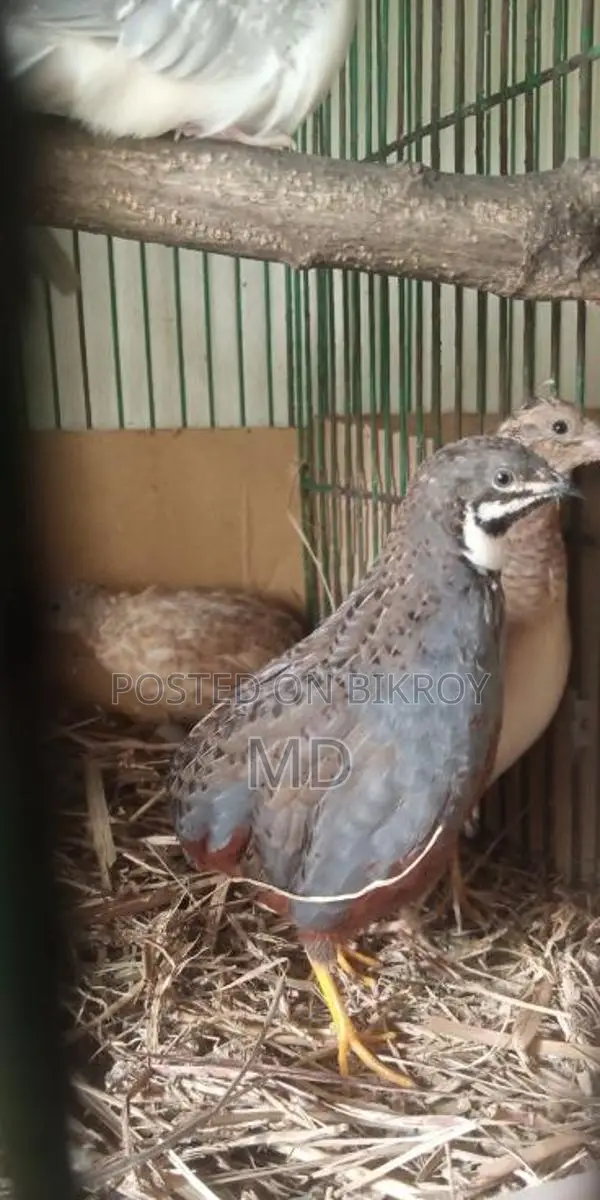 জাপানিজ ব্যন্থম ফিমেল দুইপিছ