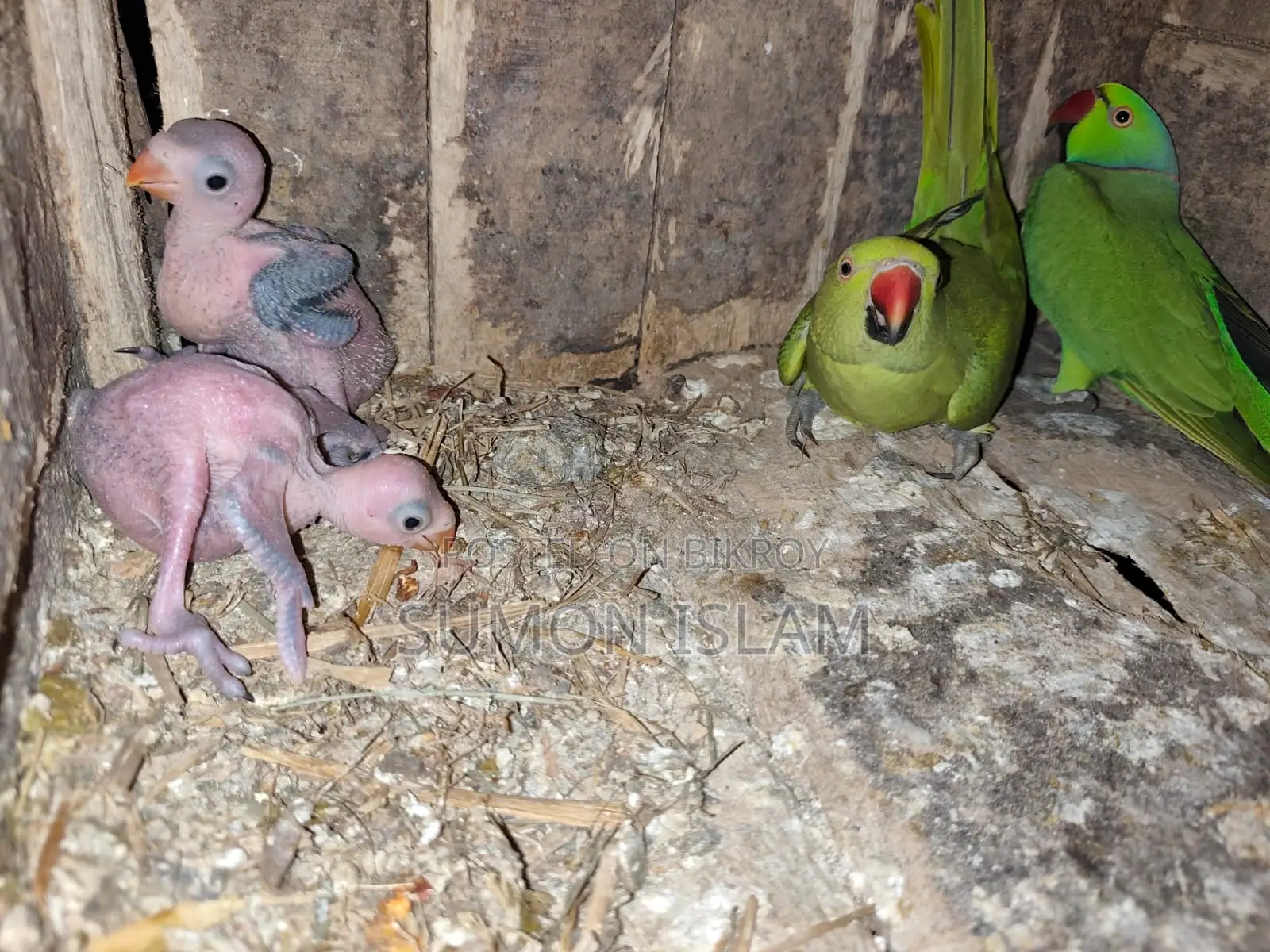 Indian Ringneck Parrot Chick