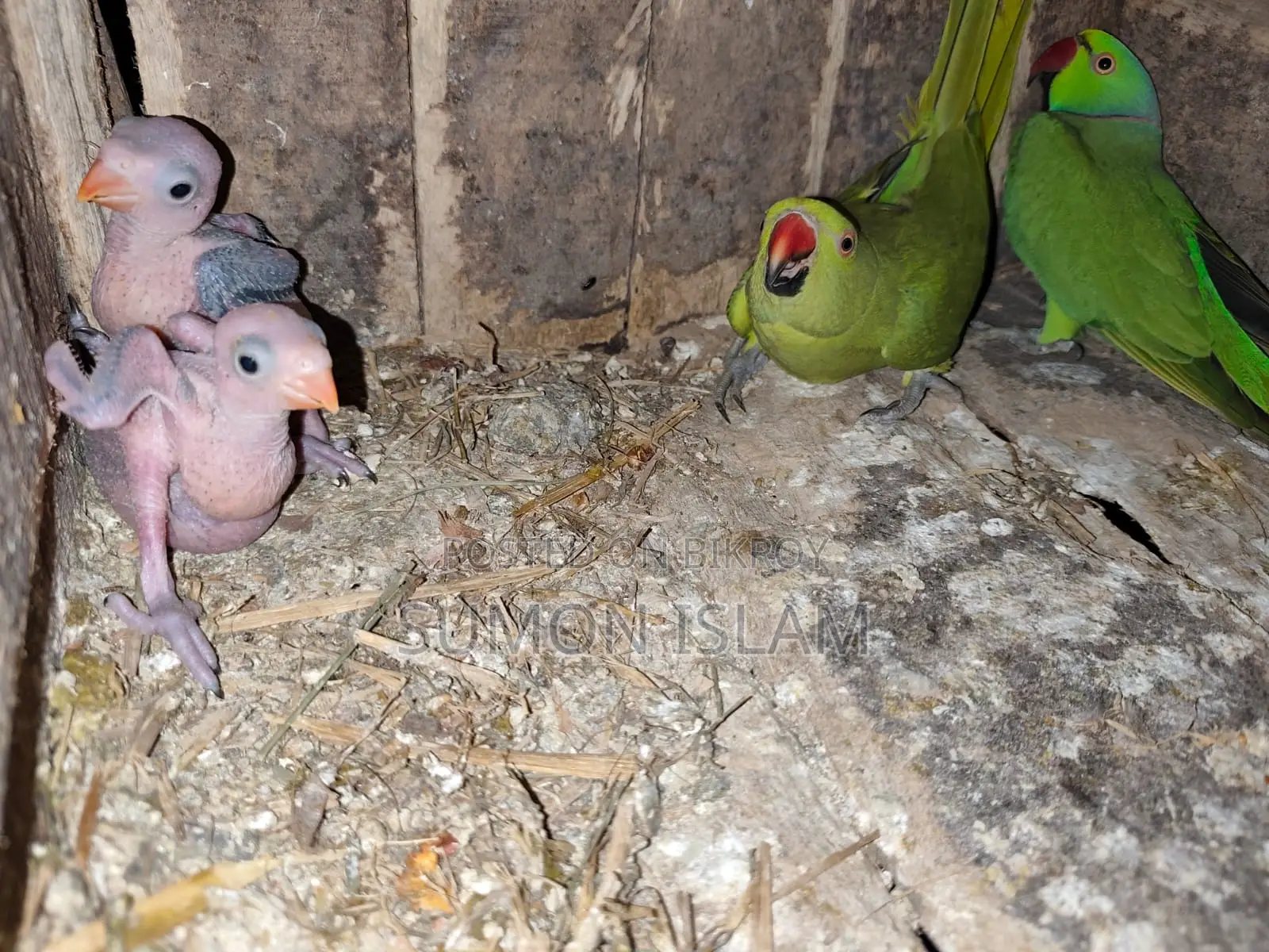 Indian Ringneck Parrot Chick