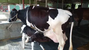 ১১৮৩নং ১০০% গ্যারান্টি ২১ লিটার দুধের গাভী ।