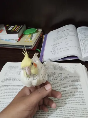 Lutino Cockatiel (Half Tame)