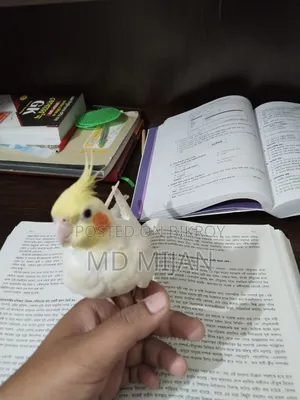 Lutino Cockatiel (Half Tame)