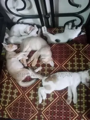 Adopt a Kitten