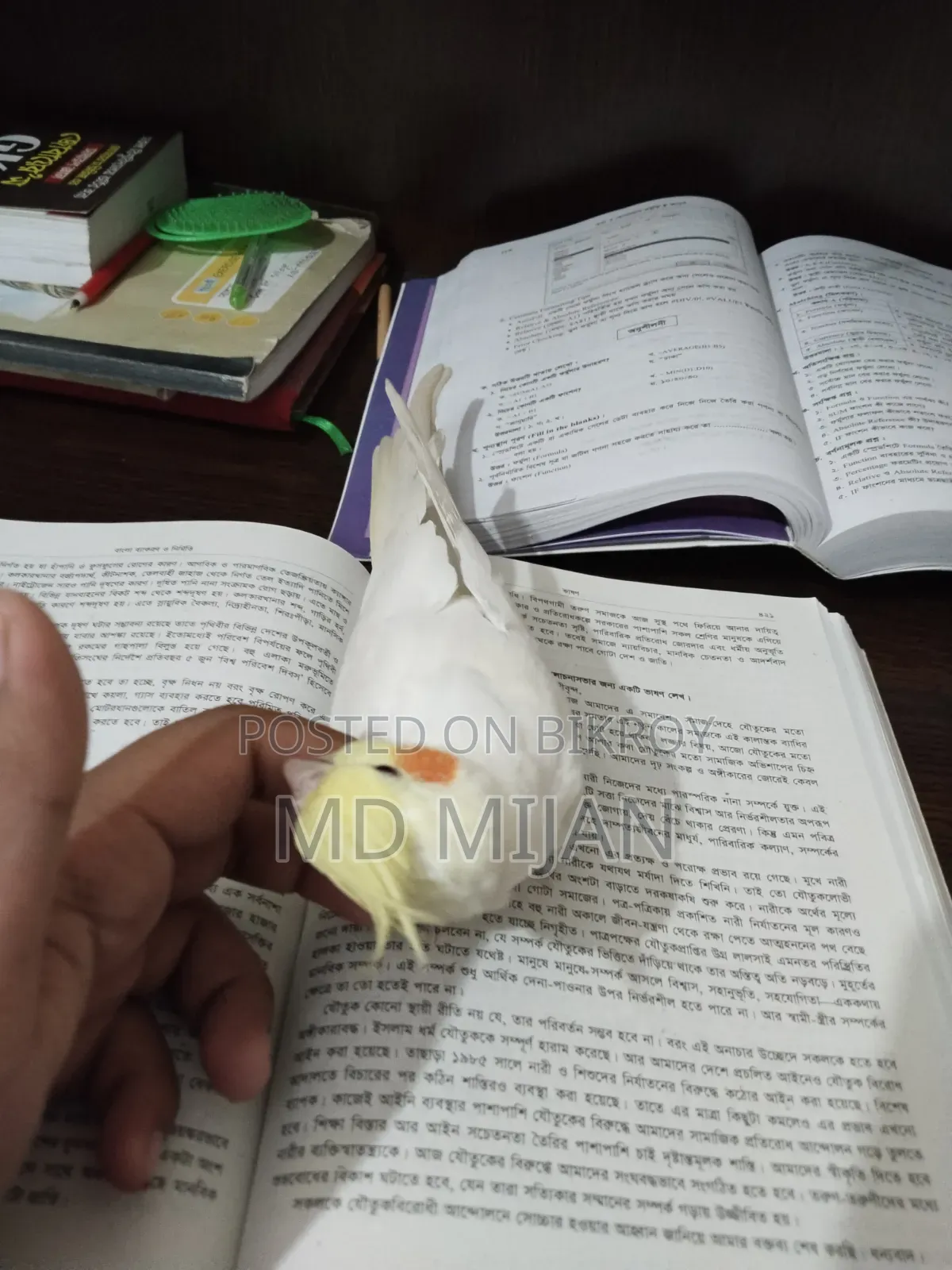 Lutino Cockatiel (Half Tame)