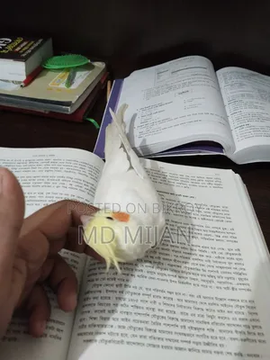Lutino Cockatiel (Half Tame)