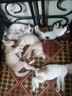 Adopt a Kitten