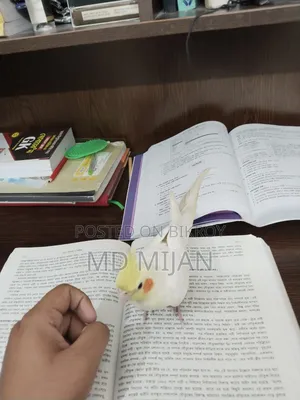 Lutino Cockatiel (Half Tame)