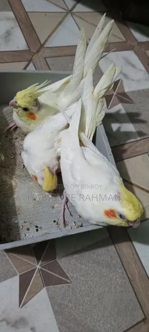 Cockatiel Baby