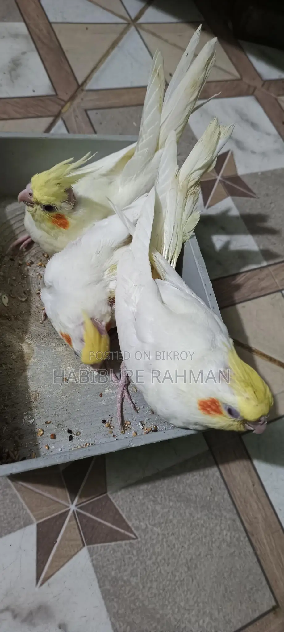 Cockatiel Baby