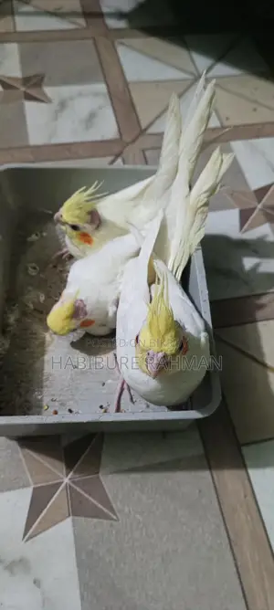 Cockatiel Baby