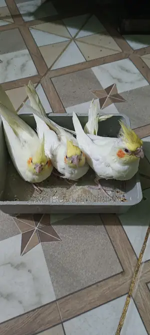 Cockatiel Baby