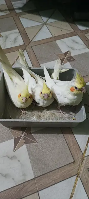 Cockatiel Baby