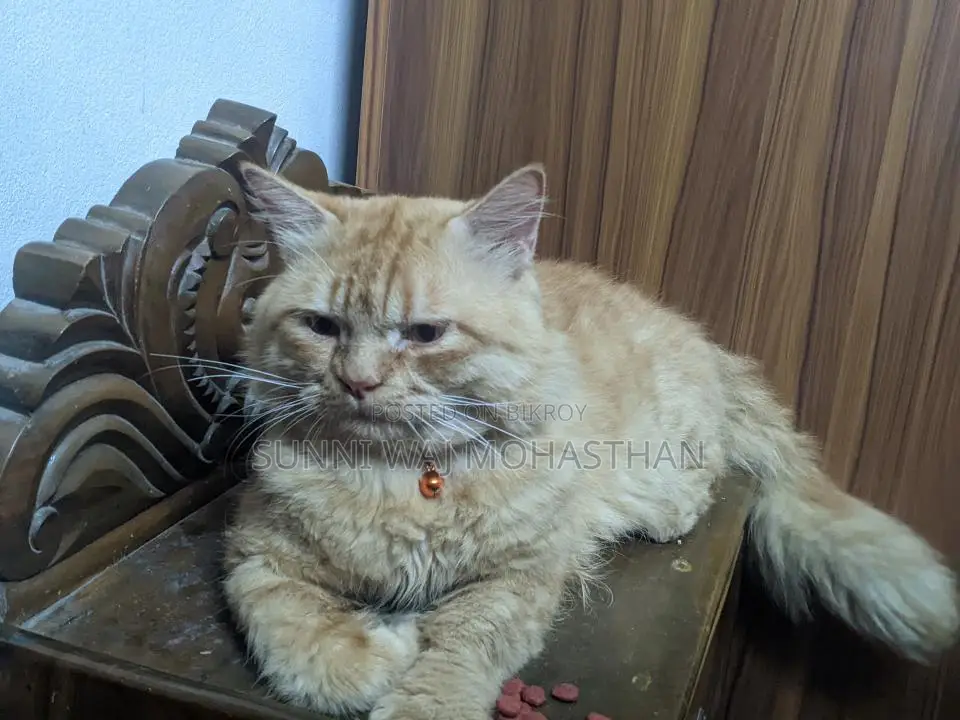Persian Cat for Sale