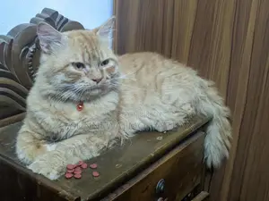 Persian Cat for Sale