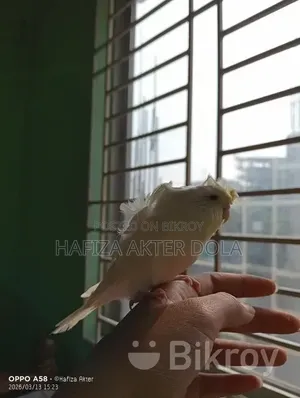 পাখি বিক্রি