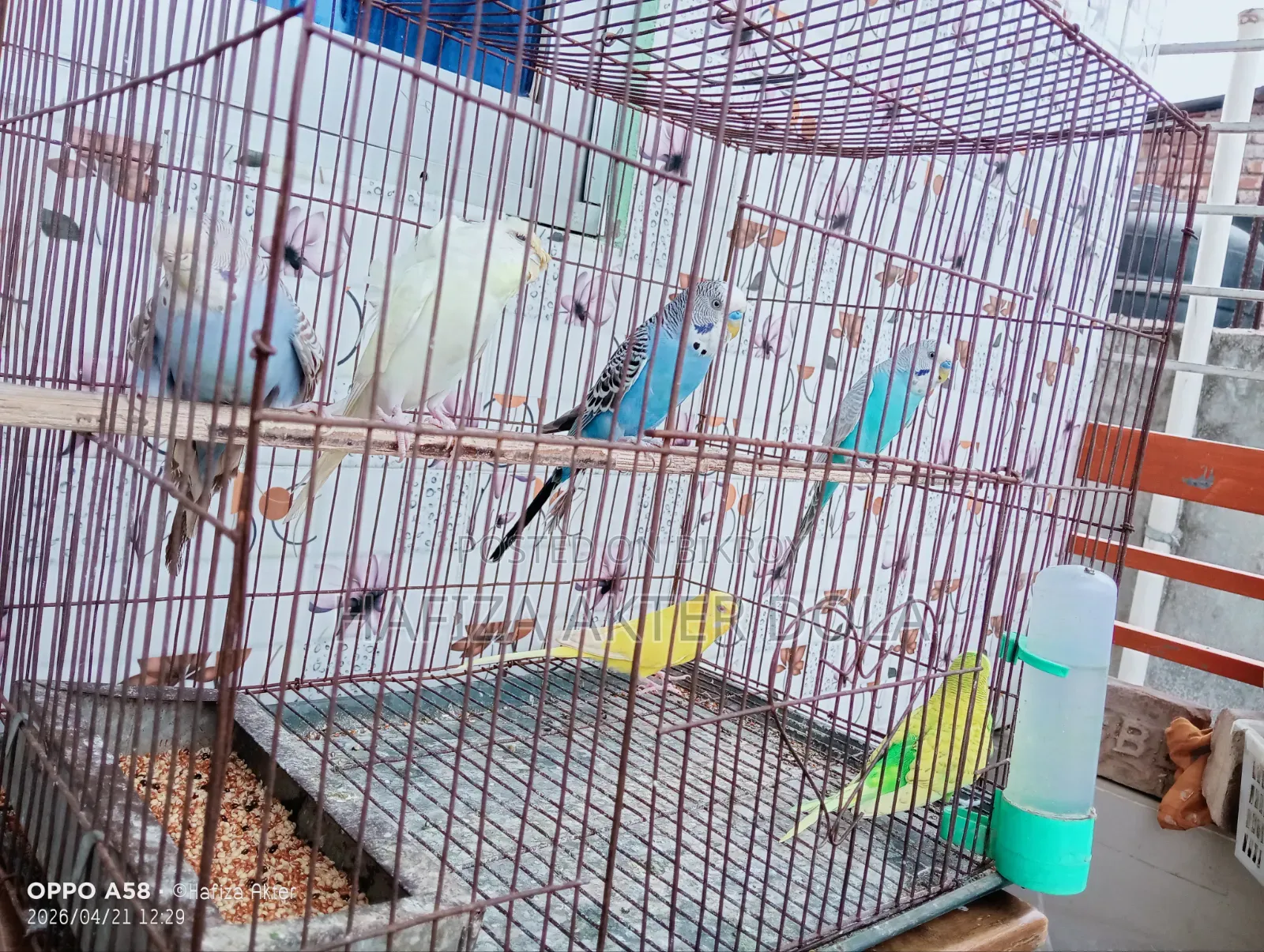 পাখি বিক্রি