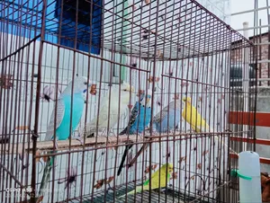পাখি বিক্রি