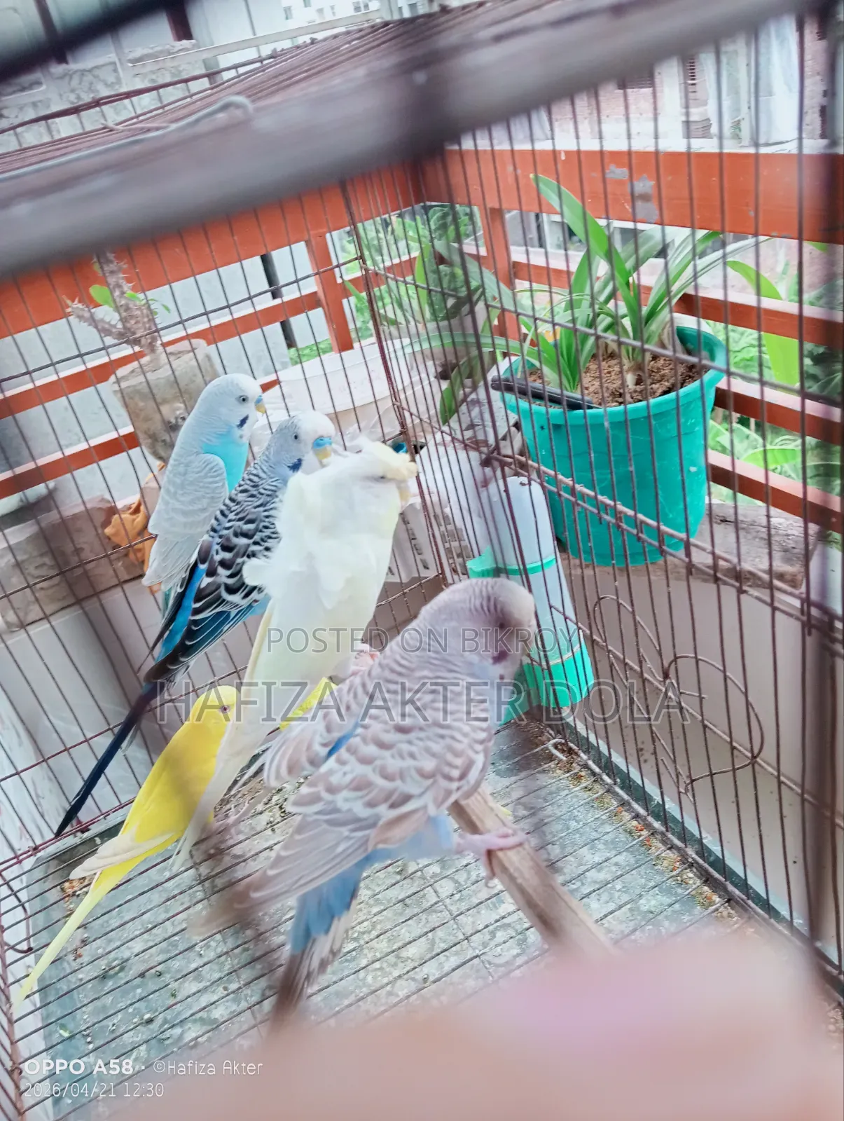 পাখি বিক্রি