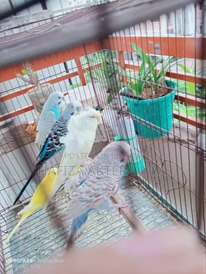 পাখি বিক্রি