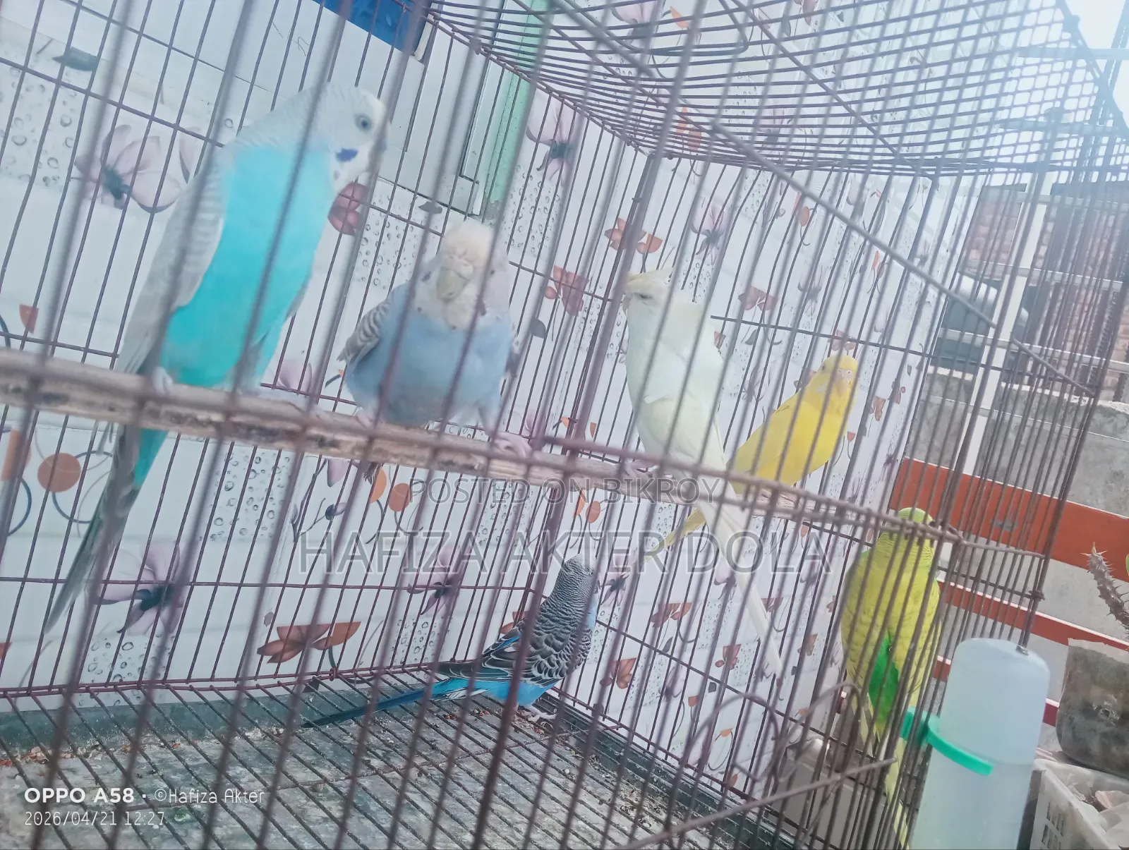 পাখি বিক্রি