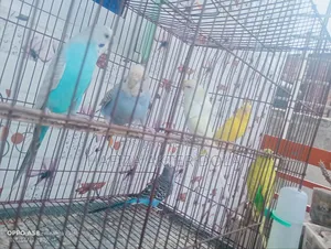 পাখি বিক্রি