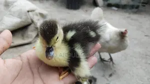চিনা হাঁস