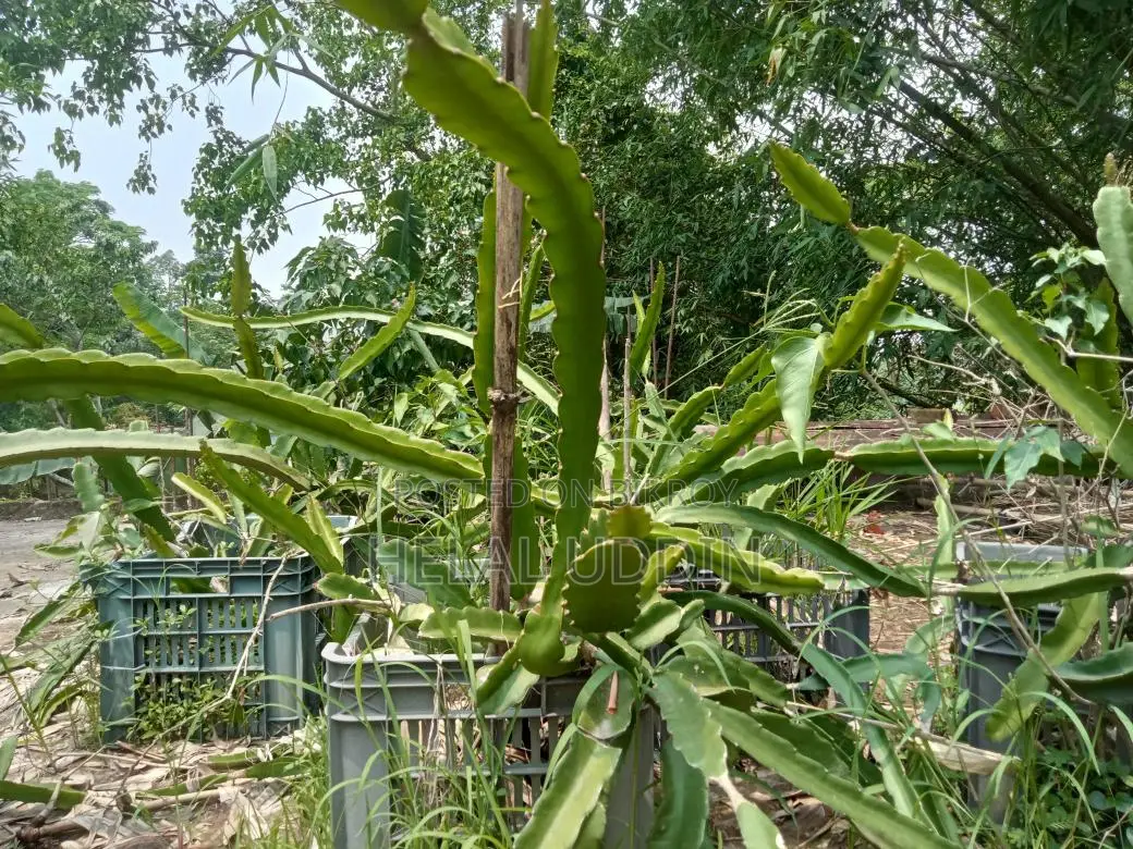 ড্রাগন ফলের কাটিং