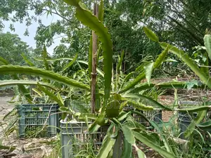 ড্রাগন ফলের কাটিং