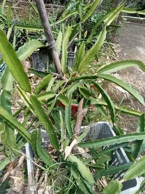 ড্রাগন ফলের কাটিং