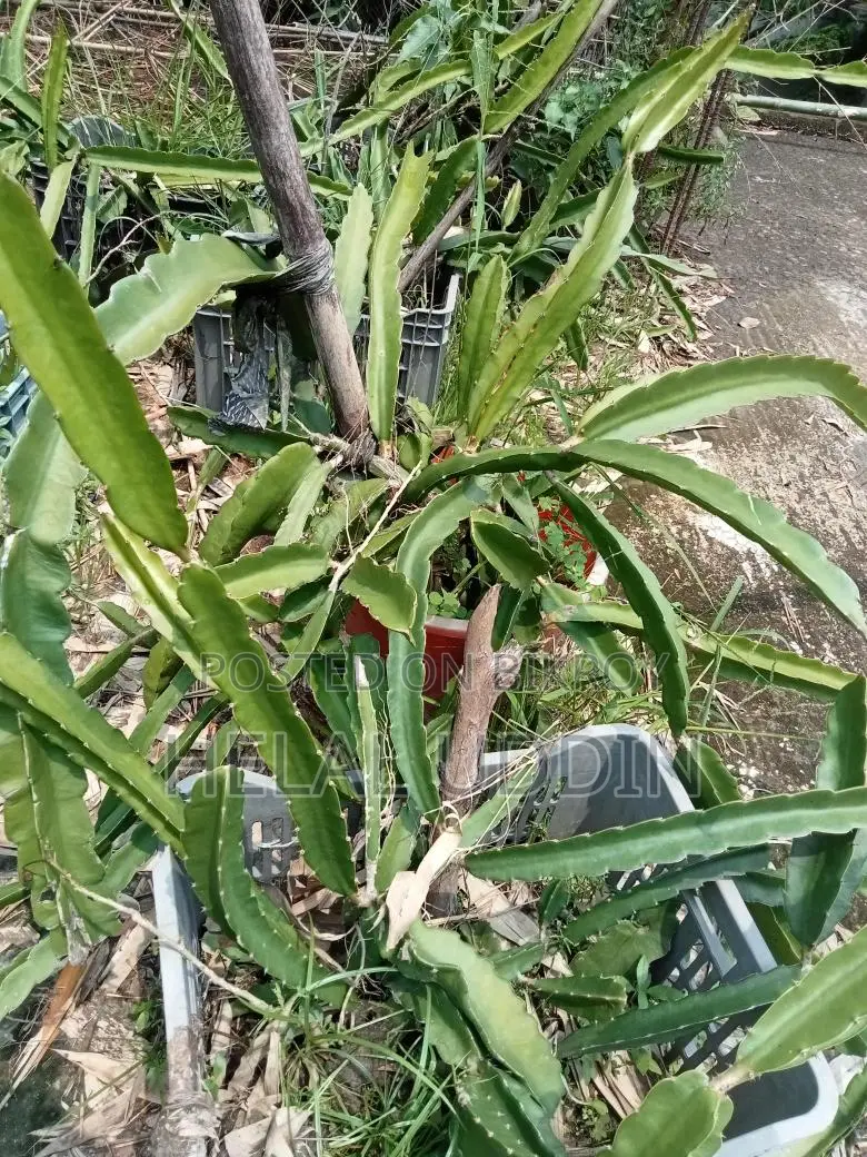 ড্রাগন ফলের কাটিং