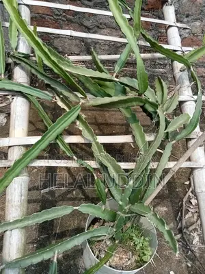 ড্রাগন ফলের কাটিং